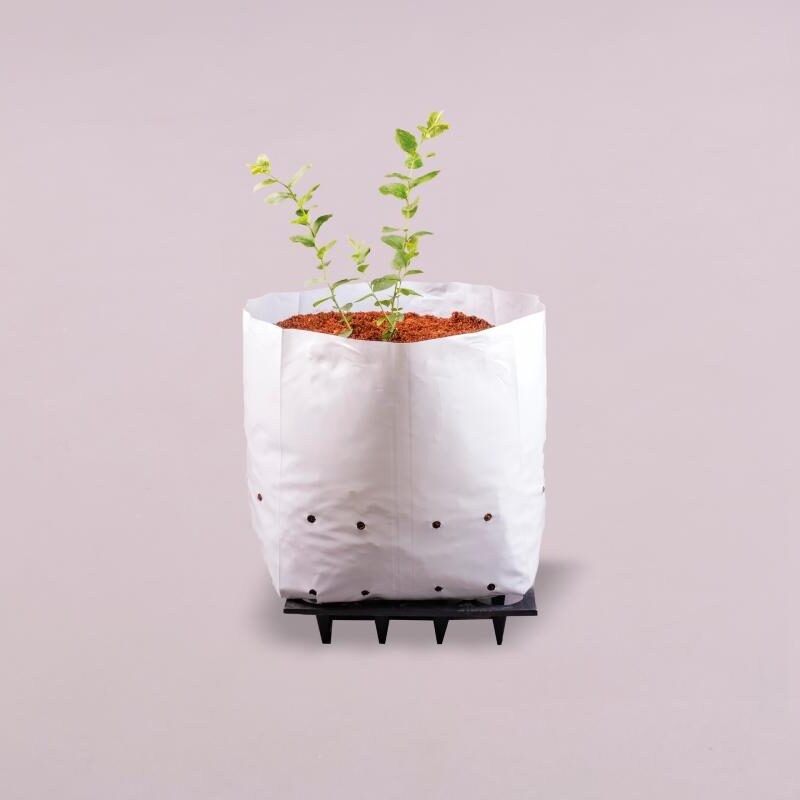 FDA ARÁNDANO 12F5.5x19" PIG B/N/B 150 MICRA UV